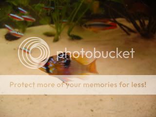 macrofish070.jpg