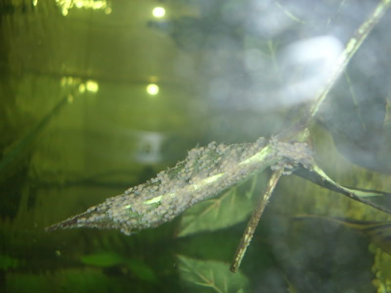 STA42254.jpg