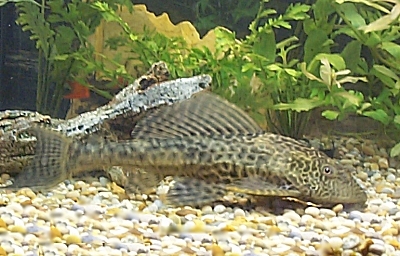plec.jpg