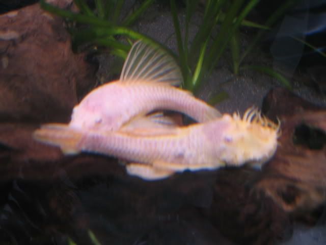 Plecs014.jpg