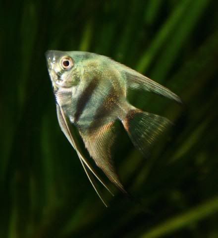 Fish17-05-09023.jpg