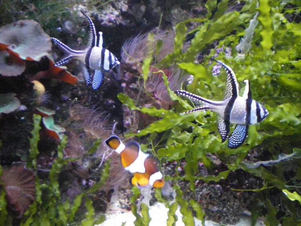 Aquarium8.jpg