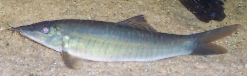 fish006-1.jpg