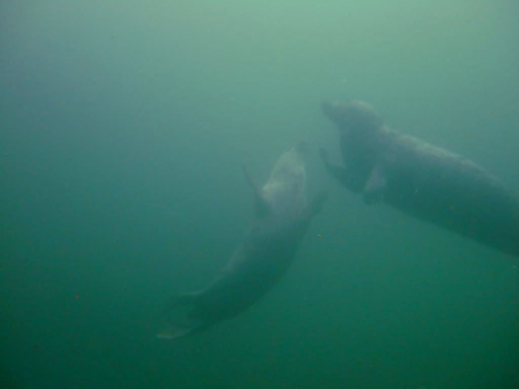 DSCF6306.jpg
