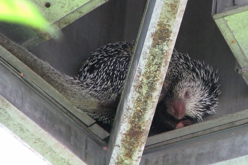 Porcupine.jpg