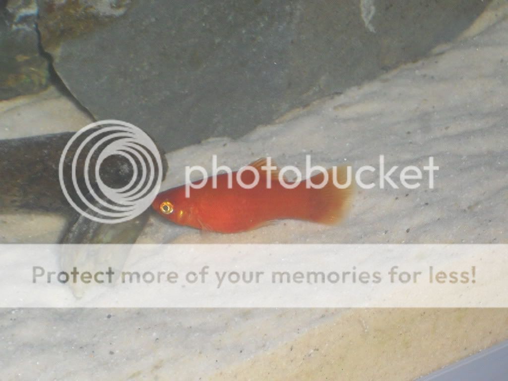 dsandplatys028.jpg
