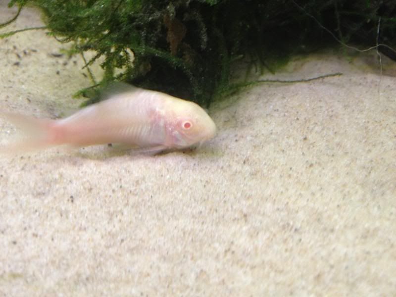 cory2_zpsa6f887ca.jpg