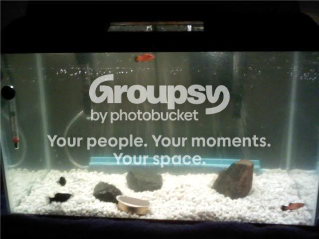 fishtank.jpg