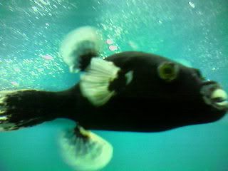 blackpuffer.jpg