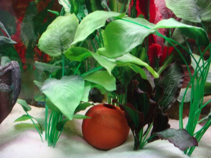 Fish004-2.jpg