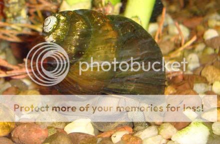 garythesnail.jpg