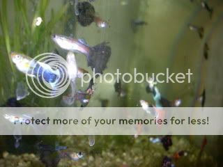 Endlers131.jpg