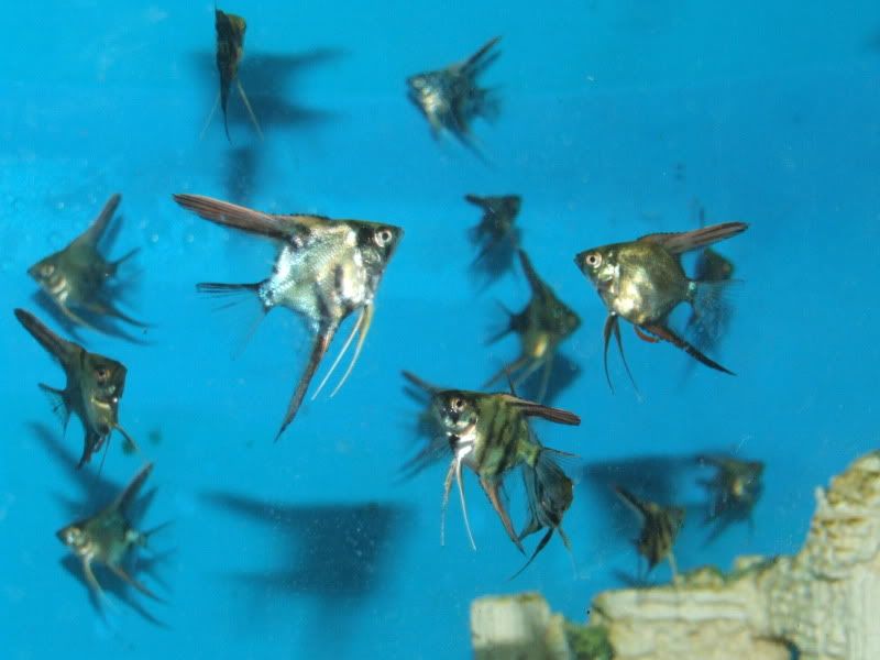 DSCF8003.jpg
