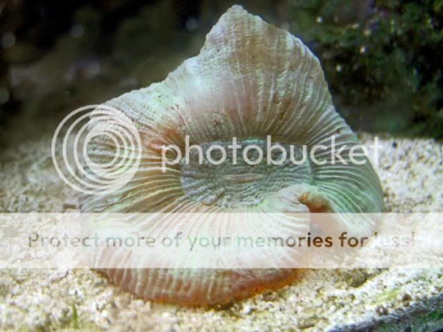 2009_0721Reef0062a.jpg
