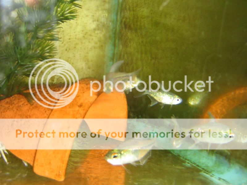 PictureorVideo421.jpg