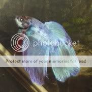 stevethebetta2.jpg
