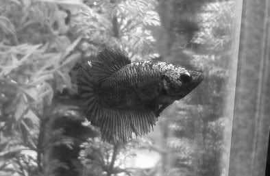 Aurora1BW.jpg
