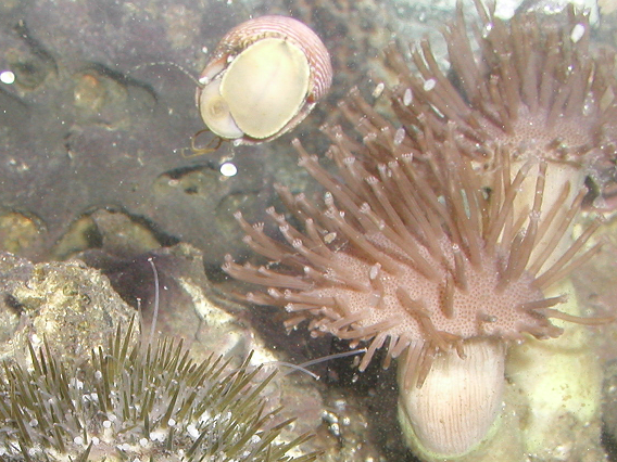 nerite1-1.png