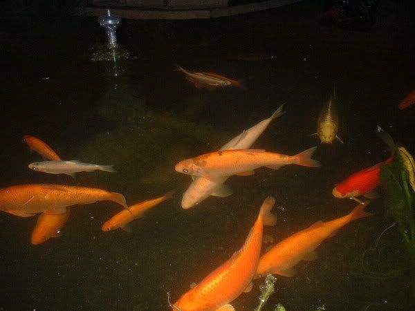 pond001.jpg