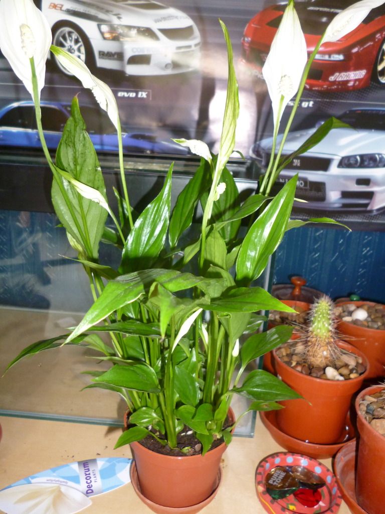 P1000322.jpg
