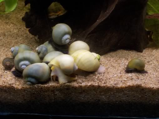 snail004.jpg