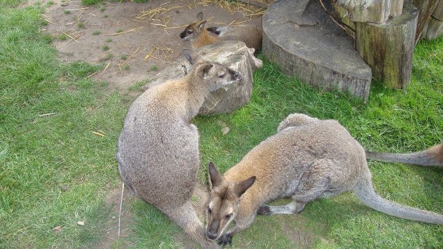DSC01609.jpg