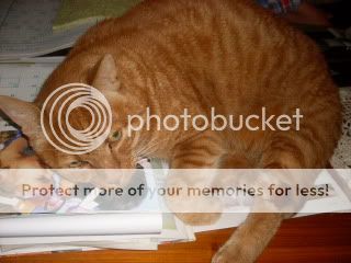 Cats001.jpg