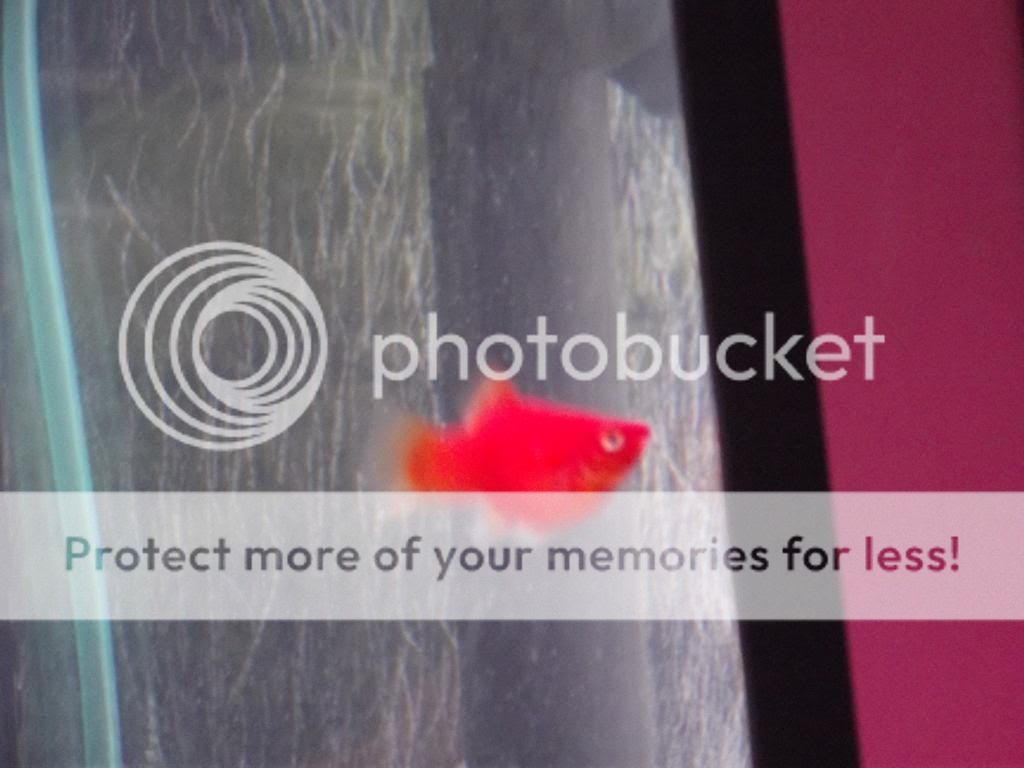 Platyred2_zpsf3ec69e7.jpg