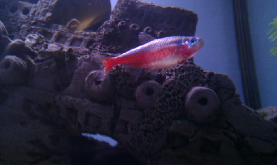 fish2.jpg