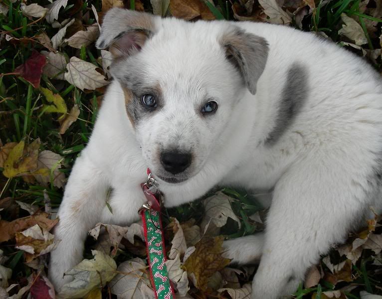 rosco9.jpg