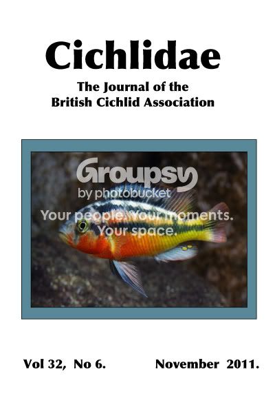 Cichlidae_32_6_cover_Nov_2011.jpg