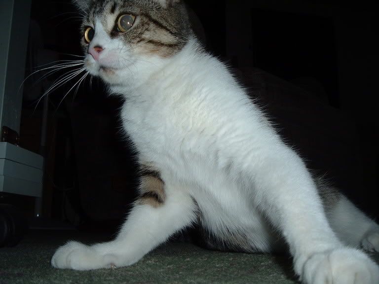 newcam118.jpg