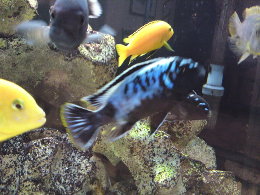 fish013.jpg