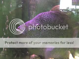 FISH.jpg