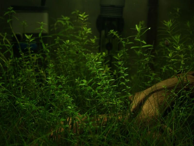 P3290544.jpg
