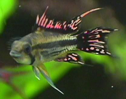 04_07_20_3Red_Cacatuoides_M.jpg