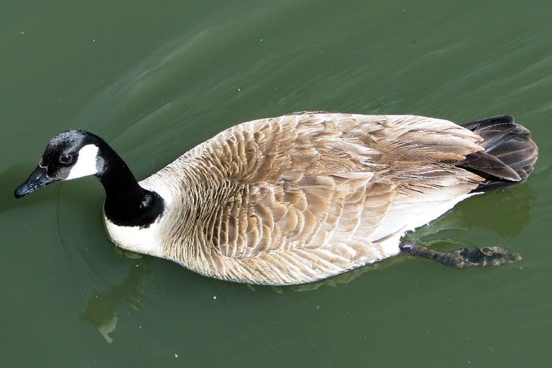 CanadaGoose1.jpg
