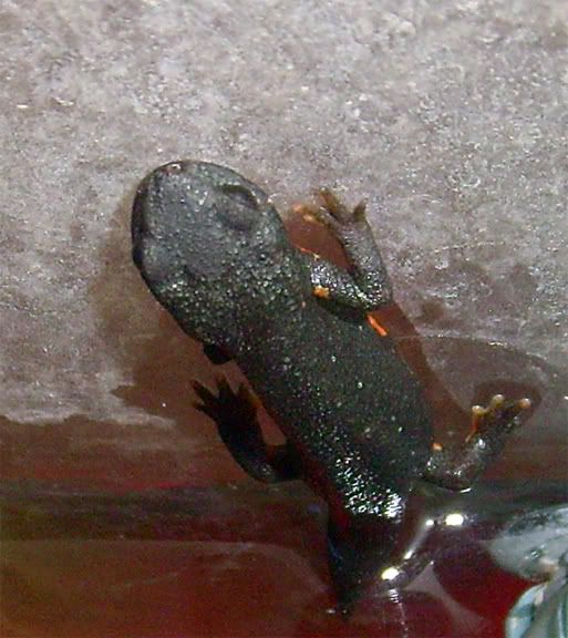 redbelly1.jpg