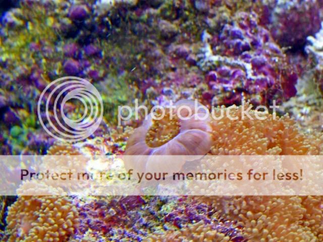2009_0530Reef0012a.jpg