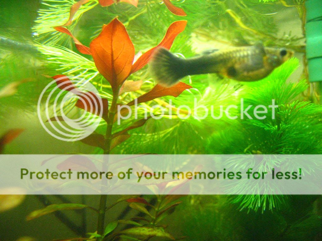 fish017.jpg