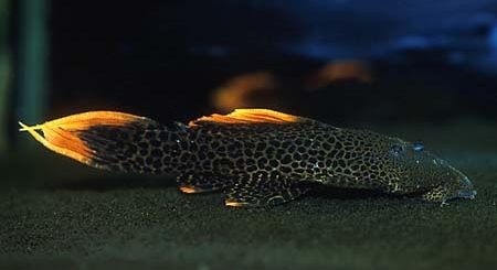 fishbits2_zps8f5c4643.jpg
