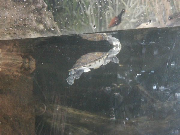 littleturtle.jpg