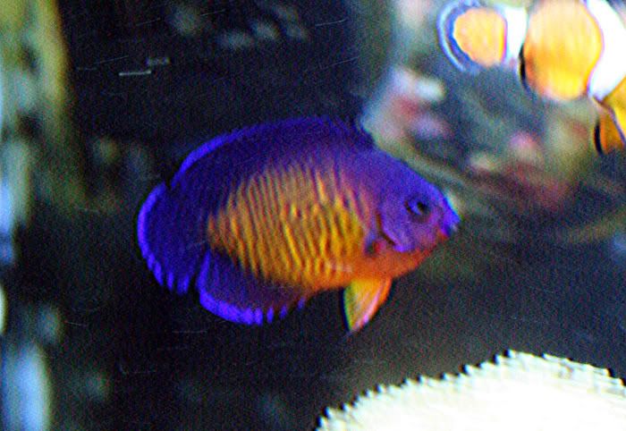 fishtank11thmay2010012.jpg