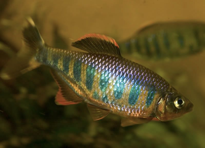 bariliusCanarensis.jpg