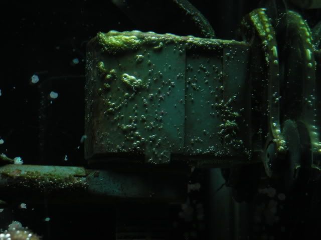 algae011.jpg