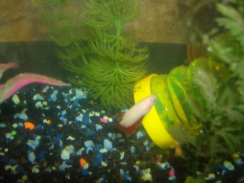 NewFish001.jpg