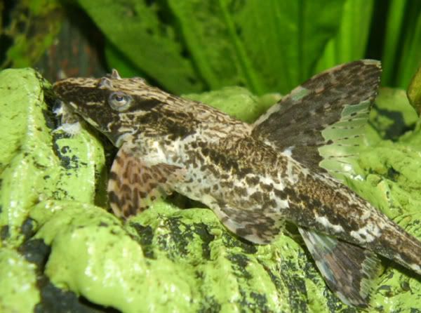 260806whiptail1.jpg