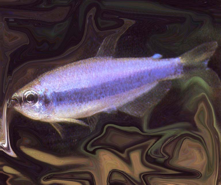 Inpaichthys%20kerri.jpg