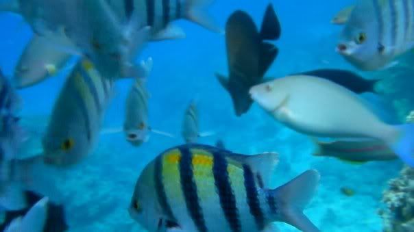 fish19.jpg