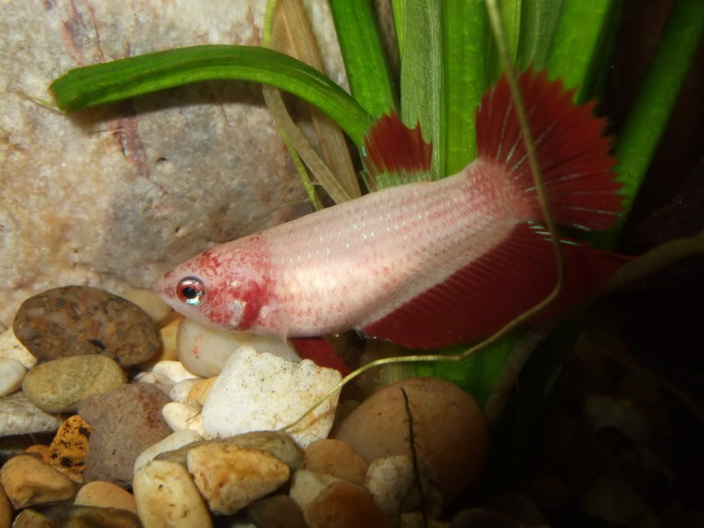 DSCF5267.jpg